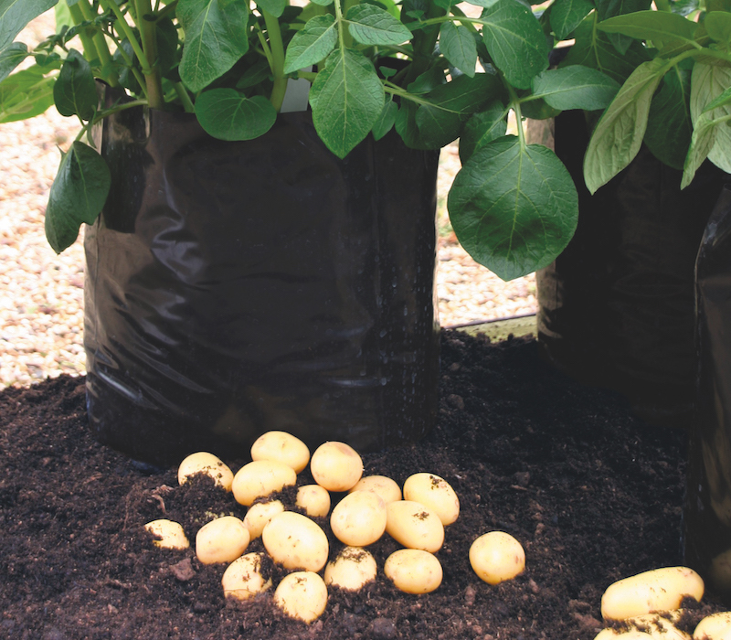 Potato growing bags from Suttons