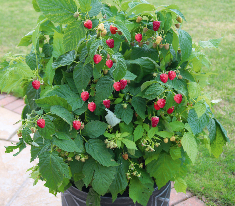 Raspberry Plant ‘Summer Lovers Patio Red’ from Suttons