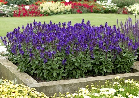 Salvia Blue Marvel from Suttons in a raised bed