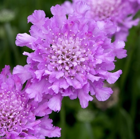 Scabiosa Flutter Rose Pink from Suttons 