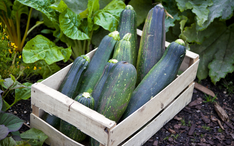 Courgette (Organic) Seeds ‘Black Beauty’ from Suttons