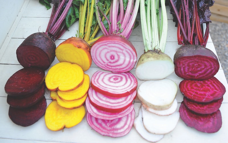 Selection of Beetroot 'Rainbow Mix' from Suttons