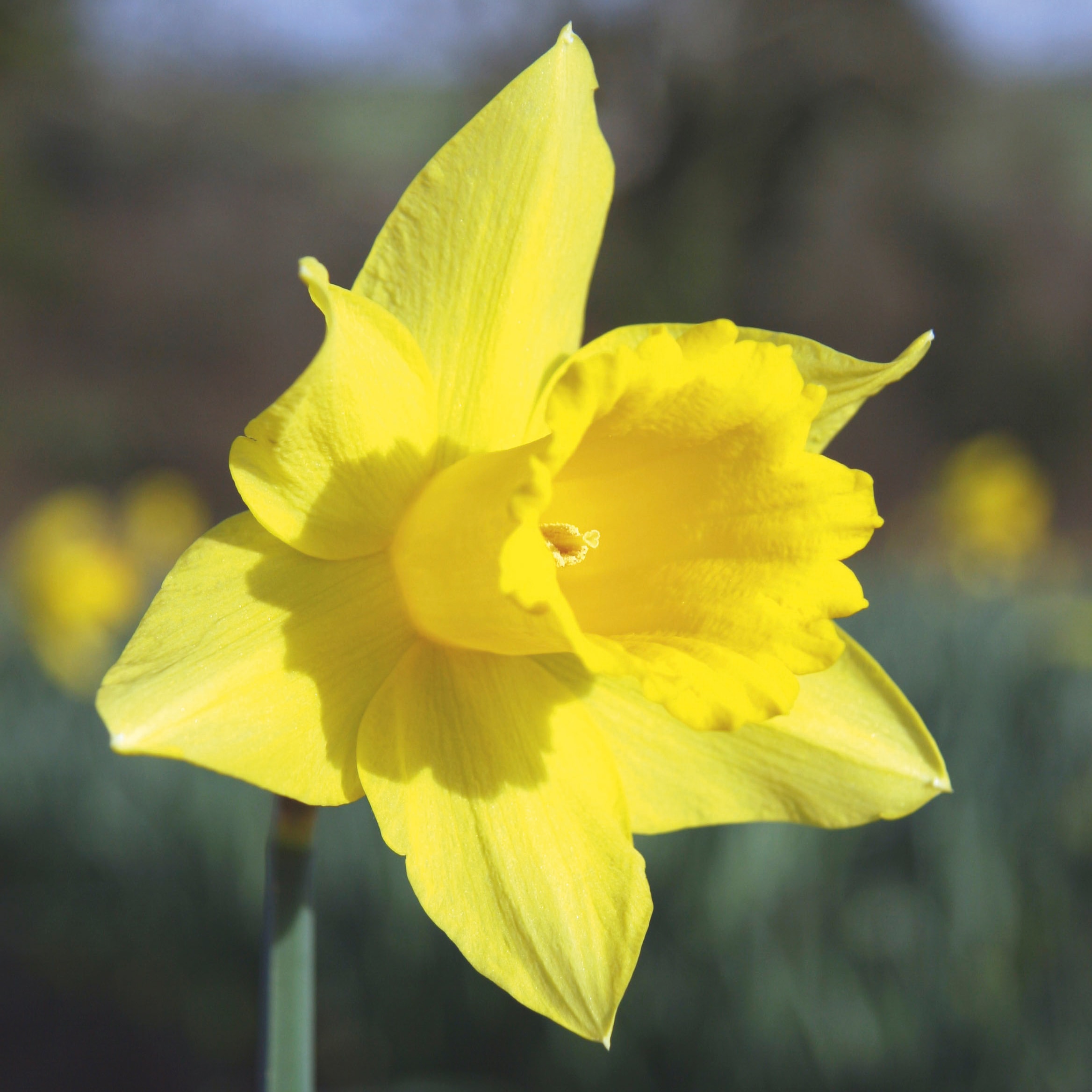 Daffodil (Cornish) Bulbs - Treglisson