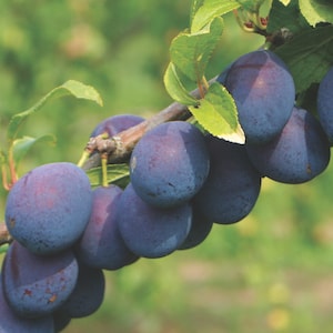 Damson Tree - Merryweather from Suttons