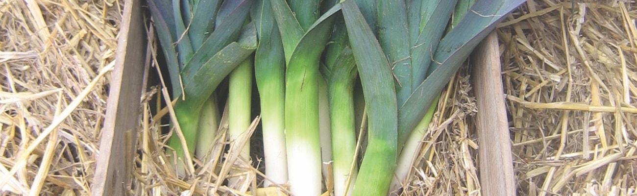 Leeks ‘Northern Lights’ from Suttons