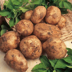 Potato 'Maris Bard' from Suttons