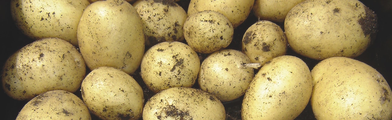 First Early Seed Potatoes 'Swift' from Suttons