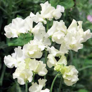 Sweet Pea 'Anne Gregg' from Suttons Seeds