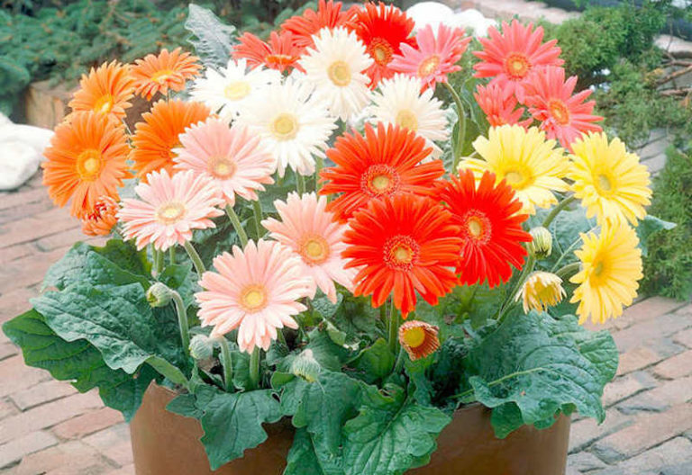 How to grow gerberas Suttons Gardening Grow How