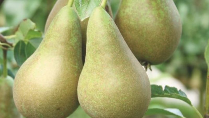 How to grow pear trees