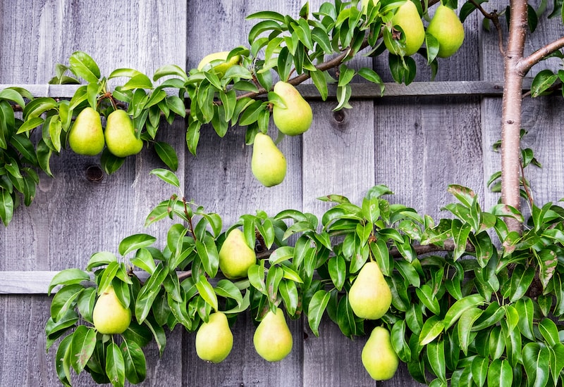 Pears being trained against fence