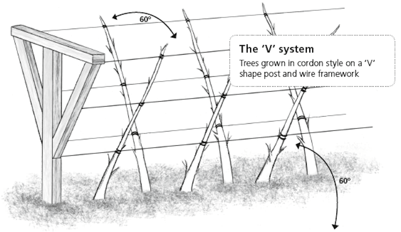 Pear training diagram showing The 'V' System