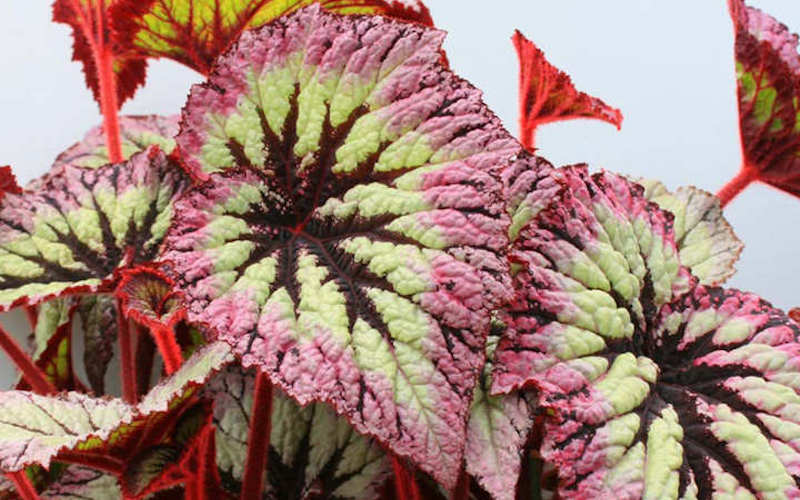 Purple tinted leaves of Begonia ‘Fireworks’ from Suttons