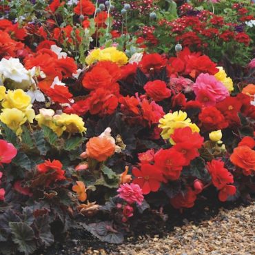 Best expert advice on how to grow begonias