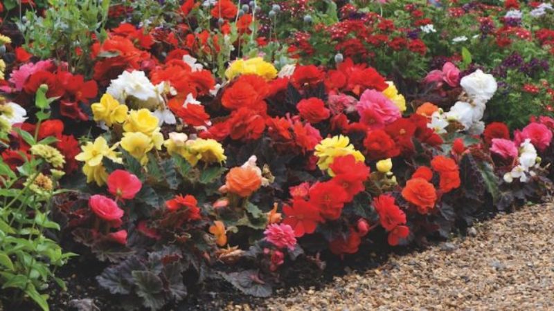 Best expert advice on how to grow begonias
