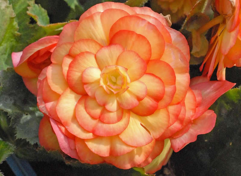 Orange and yellow petals of Begonia Prima Donna ‘Sunburst’ from Suttons