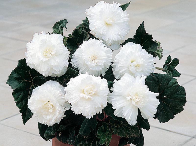 White potted Begonia ‘Prima Donna White’ from Suttons