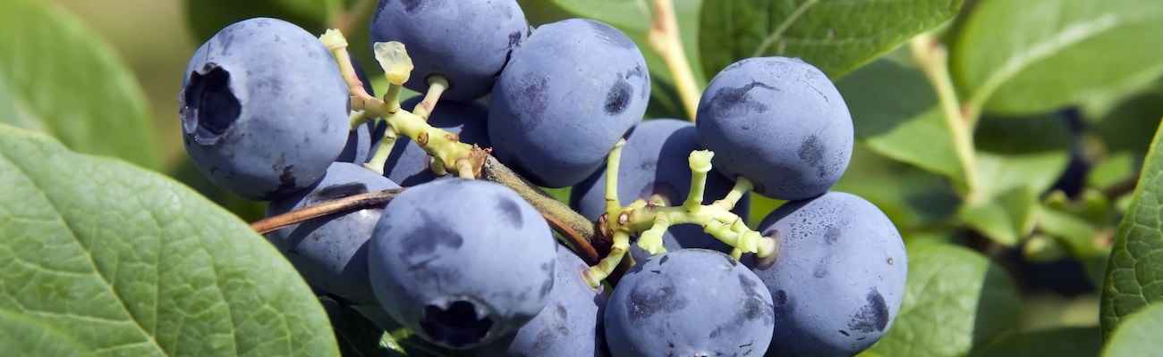 Blueberry (Vaccinium) Bluecrop from Suttons