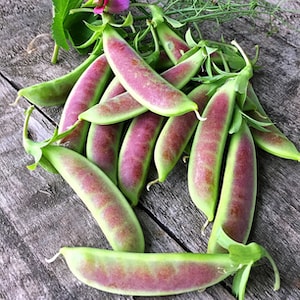 Pea (Mangetout) Plants - Spring Blush from Suttons