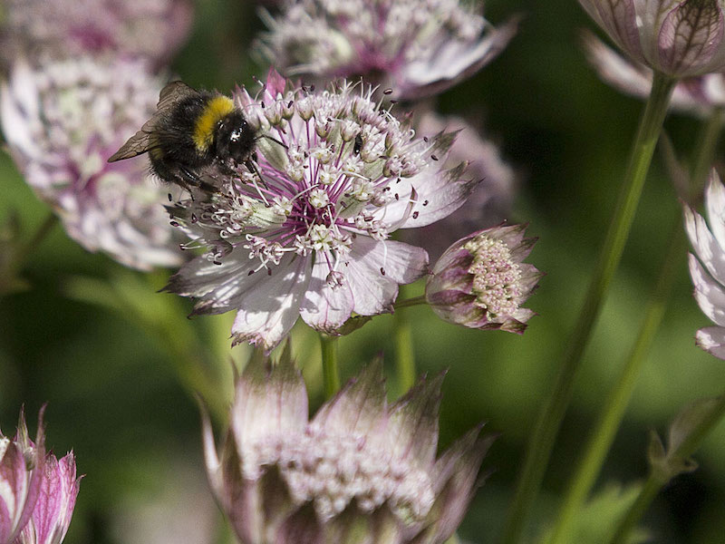 Pink astrantia flowers with bumblebee taking pollen from it
