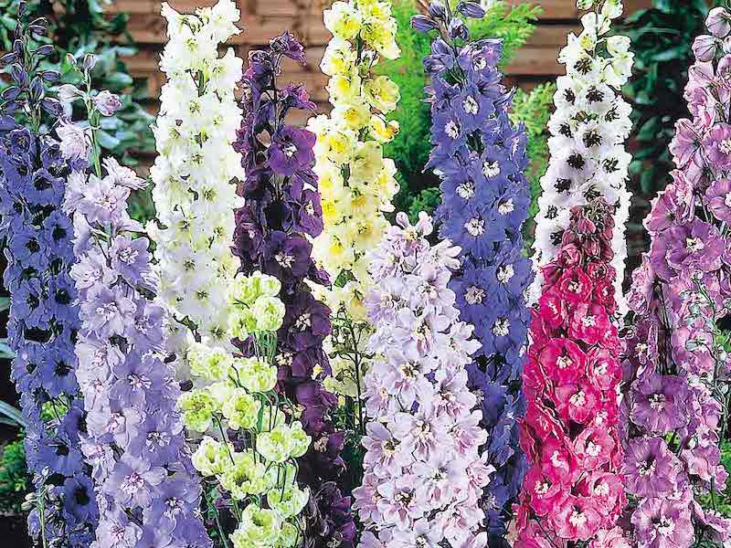 Towering Delphinium ‘Delight Mix’ from Suttons