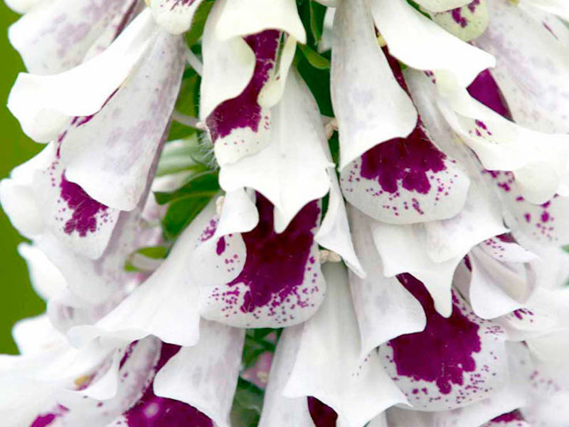 White and purple Foxglove ‘Pam’s Split’ from Suttons