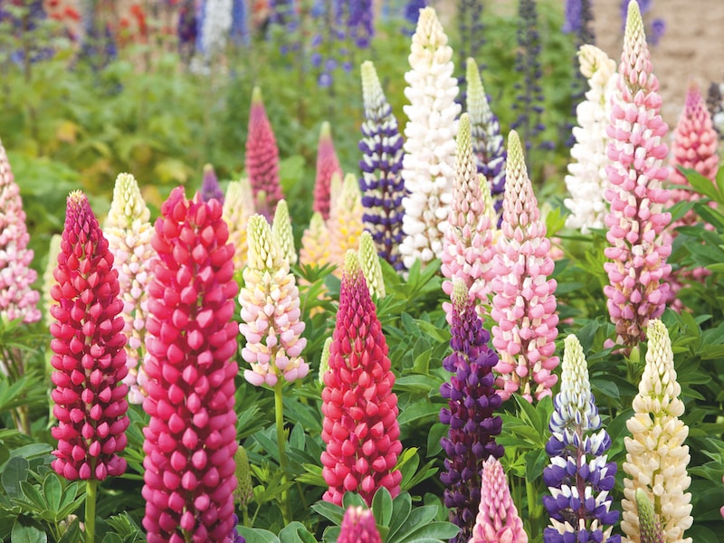 Various colours of Lupins ‘Russells Mix' from Suttons