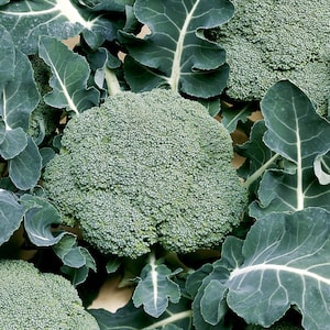 Broccoli Calabrese (Organic) Seeds - Belstar F1 from Suttons