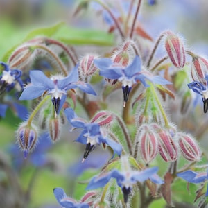 Herb Seeds - Borage from Suttons Seeds