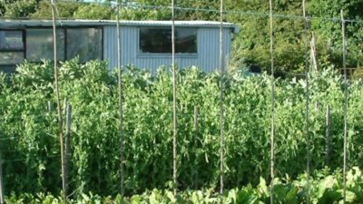 What to do in your allotment in August