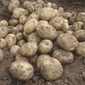 Seed Potatoes - Gemson 1kg from Suttons