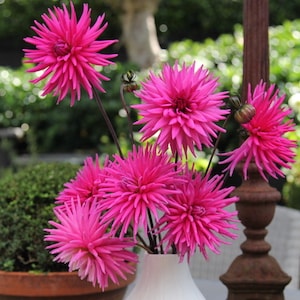 Dahlia Electro Pink from Suttons Seeds