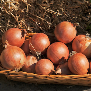 Onion (Autumn) Shakespeare from Suttons