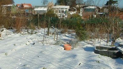 What to do in your allotment in December