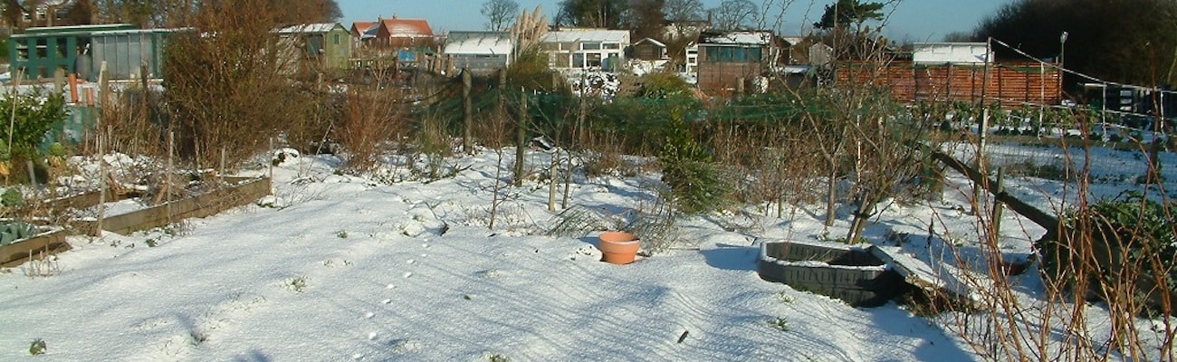 Lee Senior's allotment covered in snow