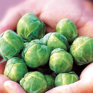 Brussels Sprout Continuity Collection from Suttons