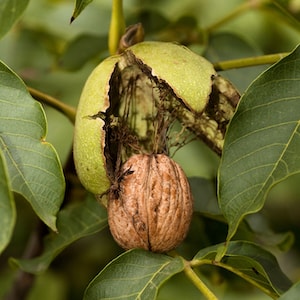 Nut Tree - Walnut Europa from Suttons