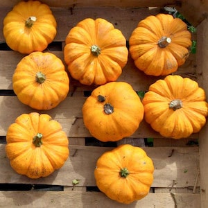 Pumpkin (Organic) - Jack Be Little from Suttons