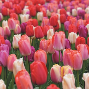 Tulip Sunset Shades from Suttons Seeds