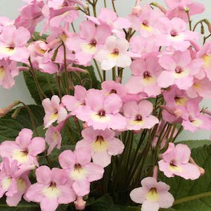 Pink flowers with yellow centres of Streptocarpus ‘Hannah’ from Suttons