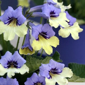 Purple and yellow flowers of Streptocarpus ‘Harlequin Blue’ from Suttons