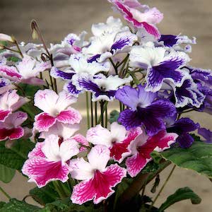 Multicoloured flowers of Streptocarpus ‘Three Sisters’ from Suttons