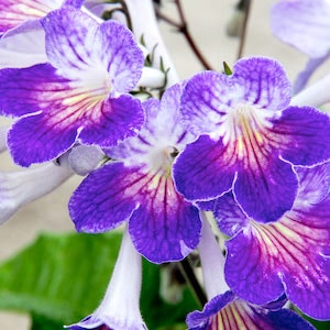 Purple and white Streptocarpus ‘Zoe’ from Suttons