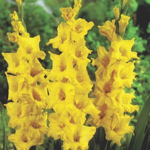 Gladioli Limoncello from Suttons Seeds
