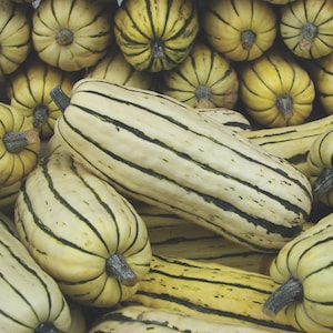 Squash Seeds - Honeyboat from Suttons