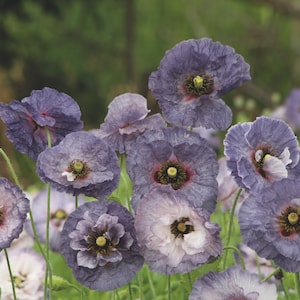 Poppy Seeds - Amazing Grey from Suttons Seeds