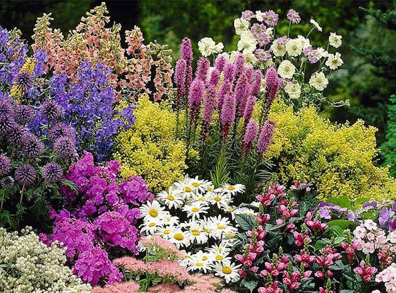 Cottage Garden Perennial Plants - Suttons Mixed Selection 