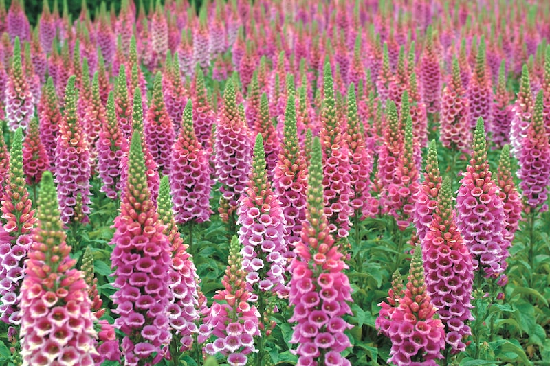 Foxglove Candy Mountain from Suttons