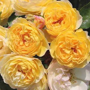 Yellow flurry of Rose 'Belle de Jour' from Suttons