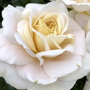 White/cream flower of Rose 'Champagne Moment' from Suttons